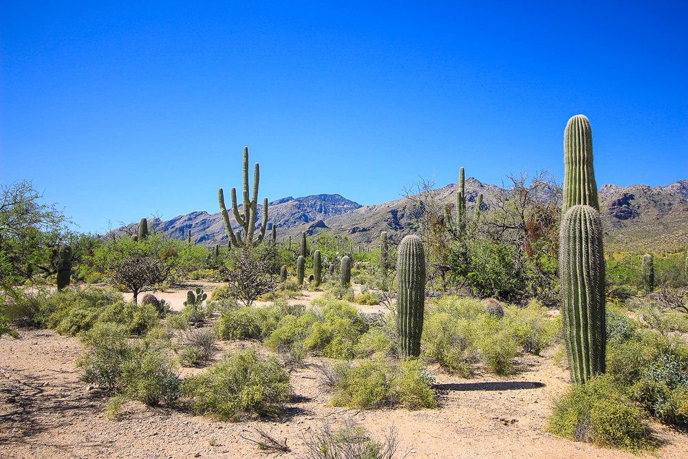 Human Growth Hormone Phoenix and Tucson - Arizona