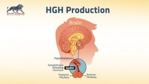 HGH Production