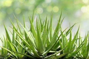 Some Benefits Of Aloe Vera Plant